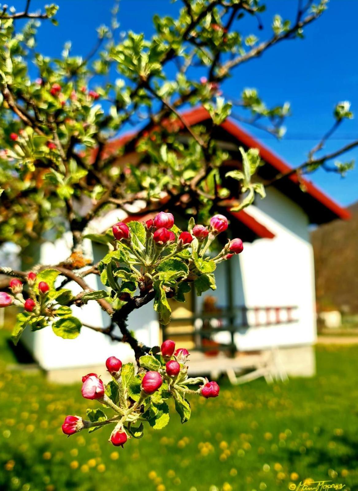 Kosta'S Romantic House Πλαβ Δωμάτιο φωτογραφία